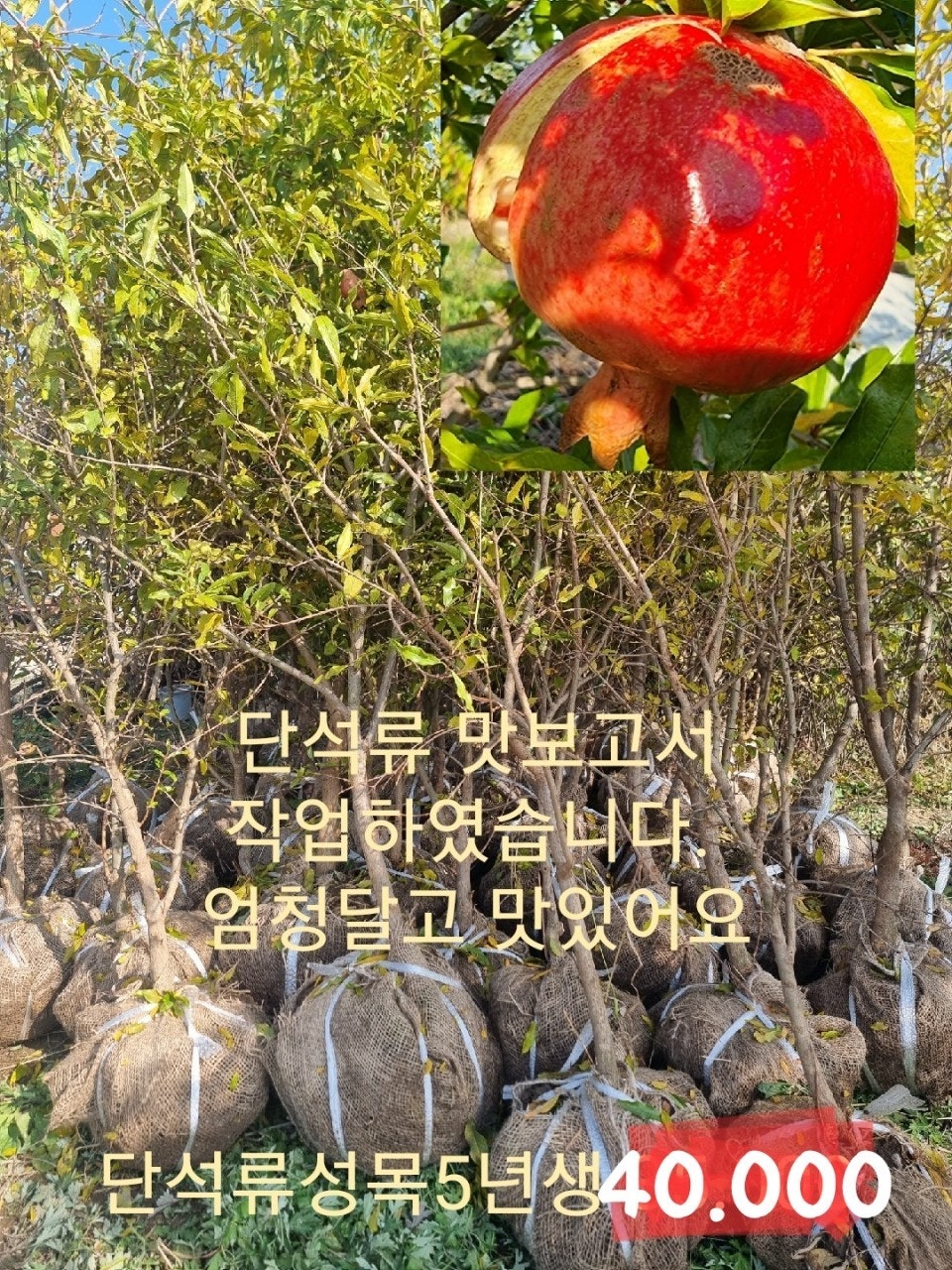 신바람 중고 농기계 매물