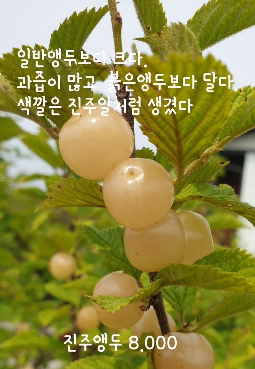 신바람 중고 농기계 매물