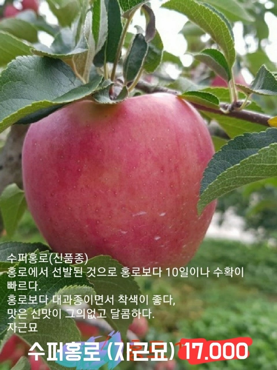 신바람 중고 농기계 매물