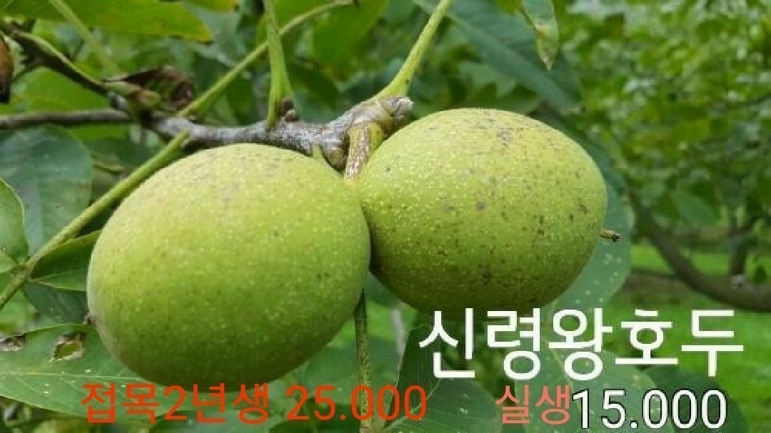 신바람 중고 농기계 매물