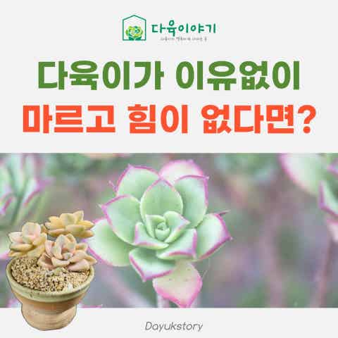 다육이야기 | Band