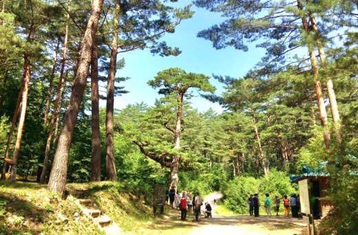 사진