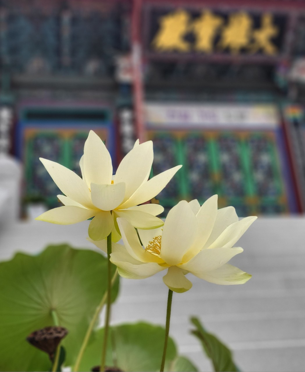 band images