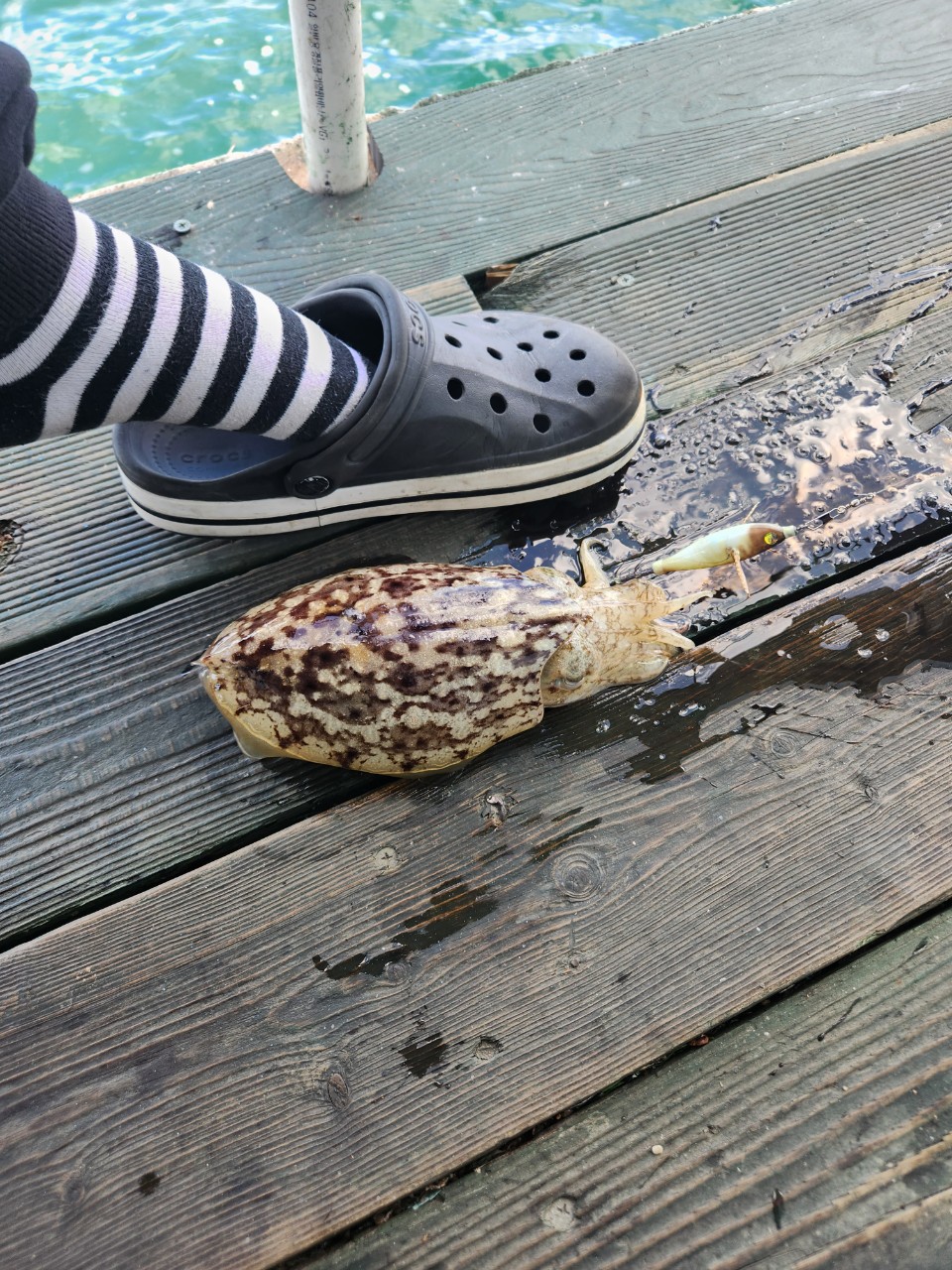 kimpro band images 9_01dUd018svc9ux001hn180q_ig33ls.jpg