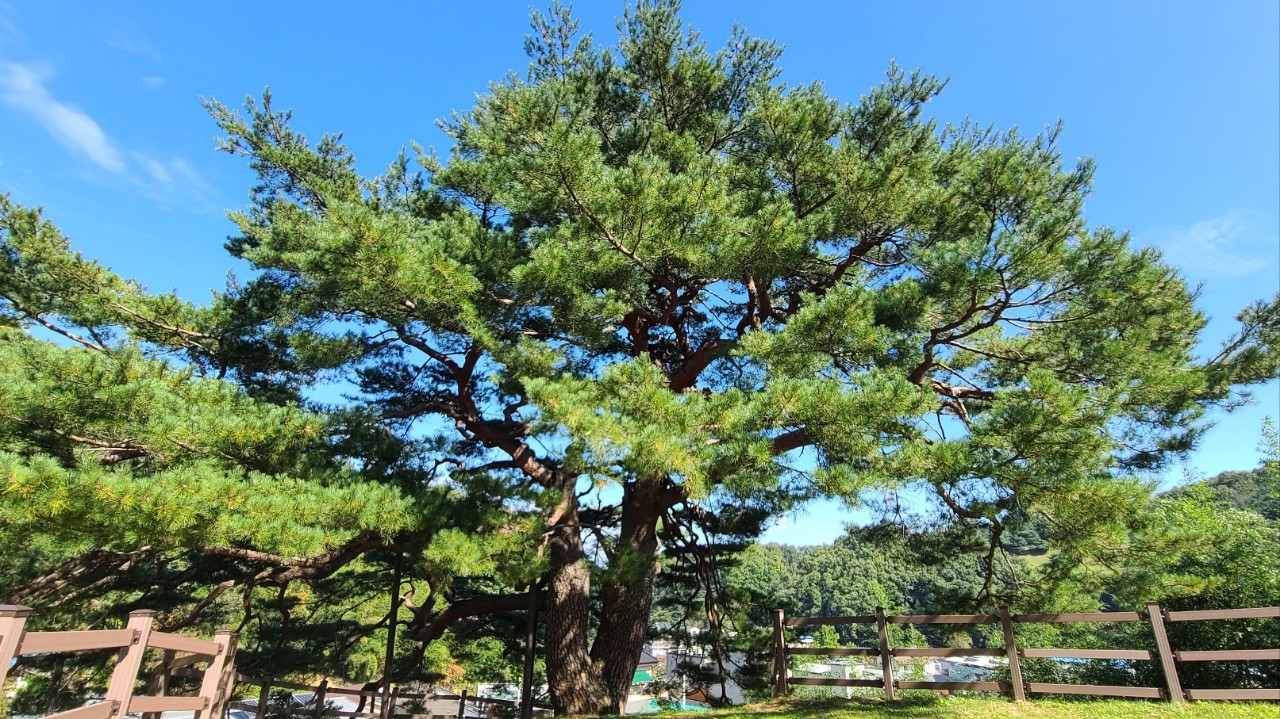 band images