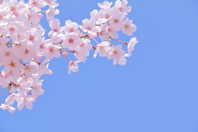 ユーザーがアップロードした画像