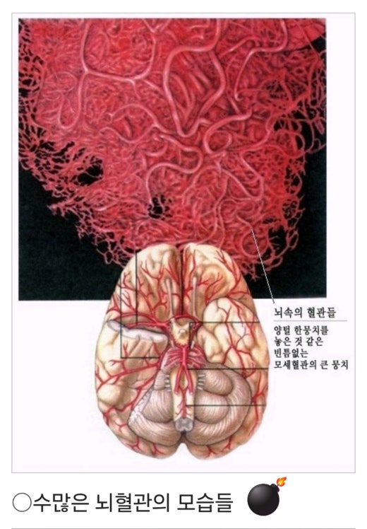 (주)본초바이오 이미지