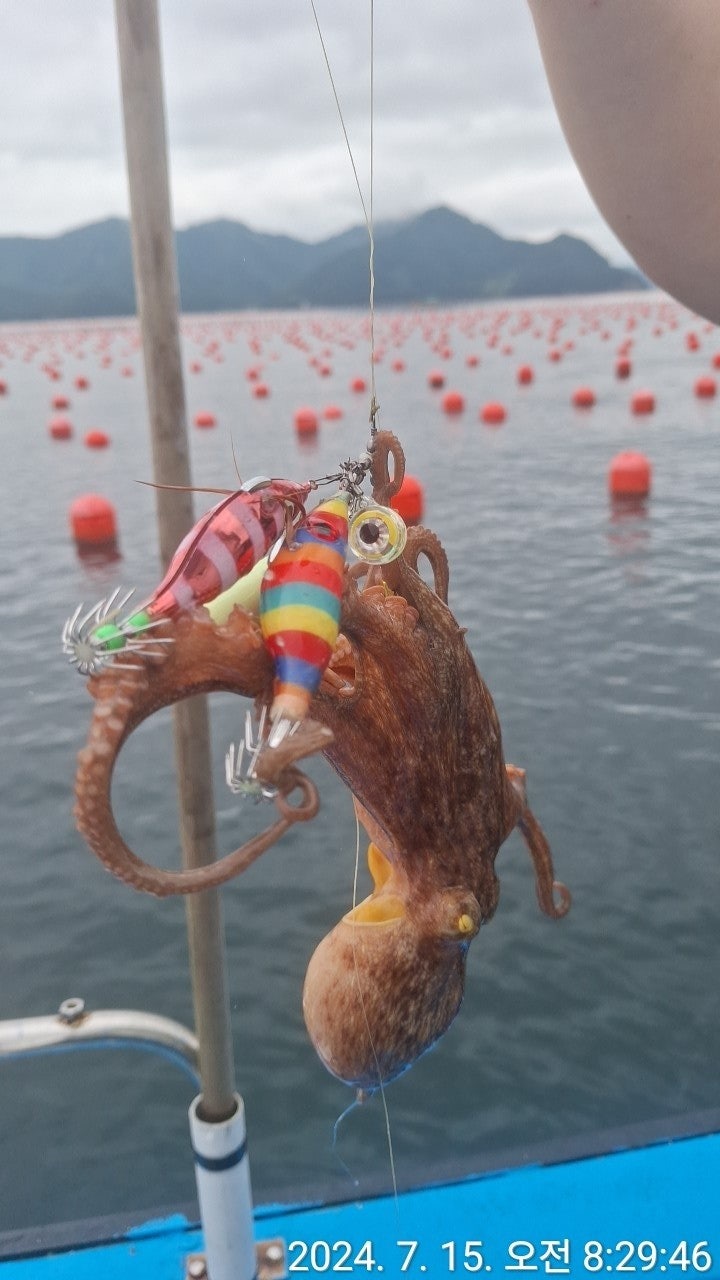 사용자가 올린 이미지