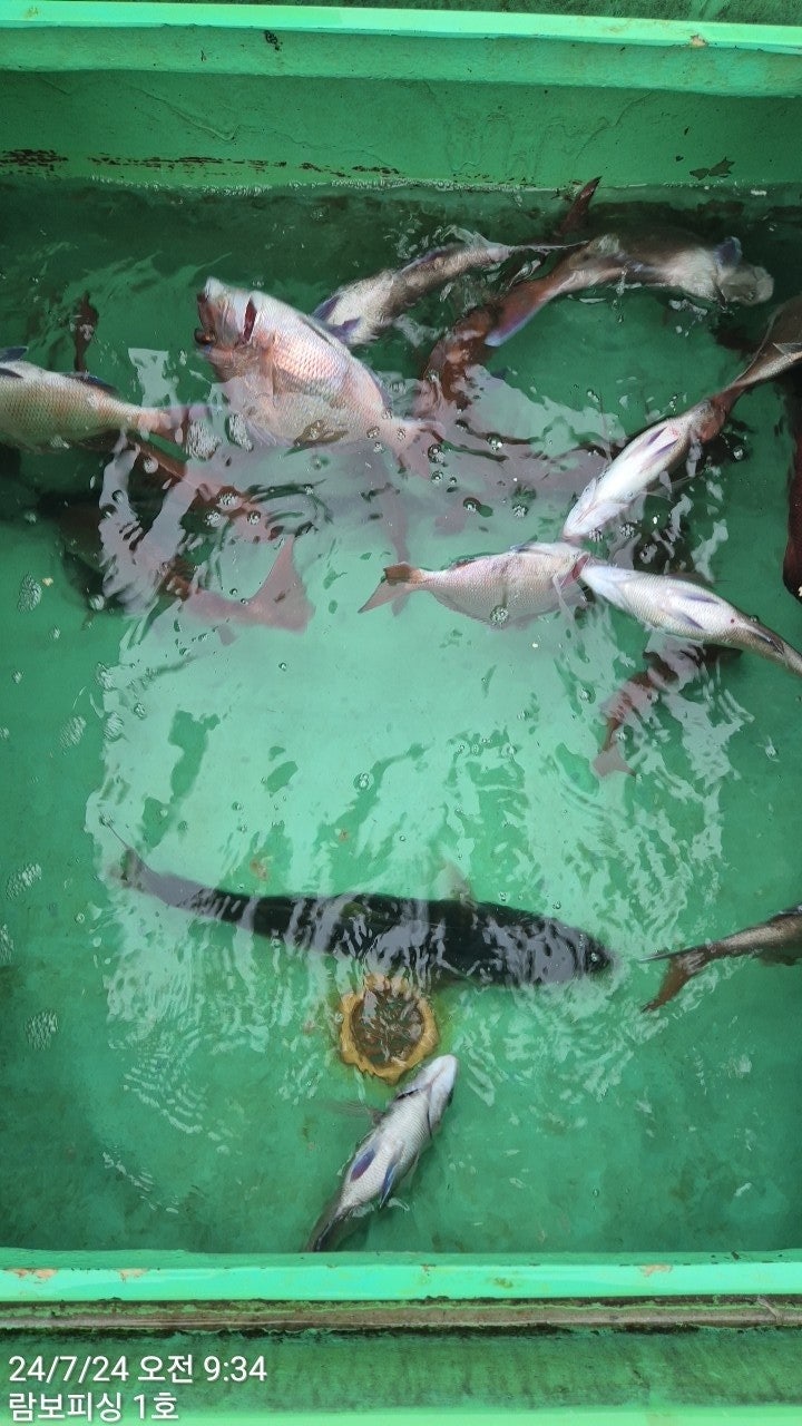 사용자가 올린 이미지