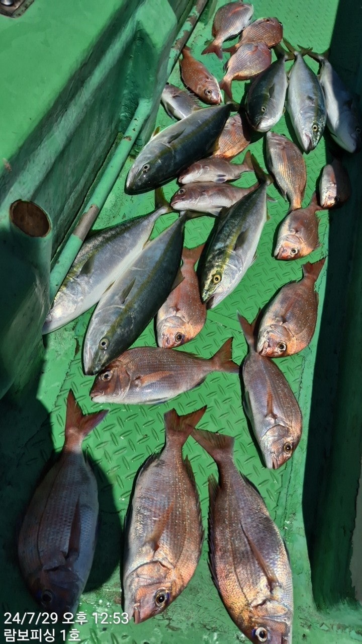 사용자가 올린 이미지