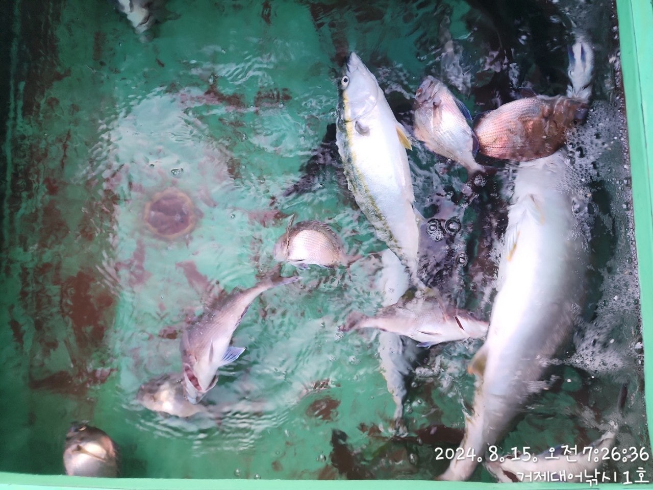 사용자가 올린 이미지