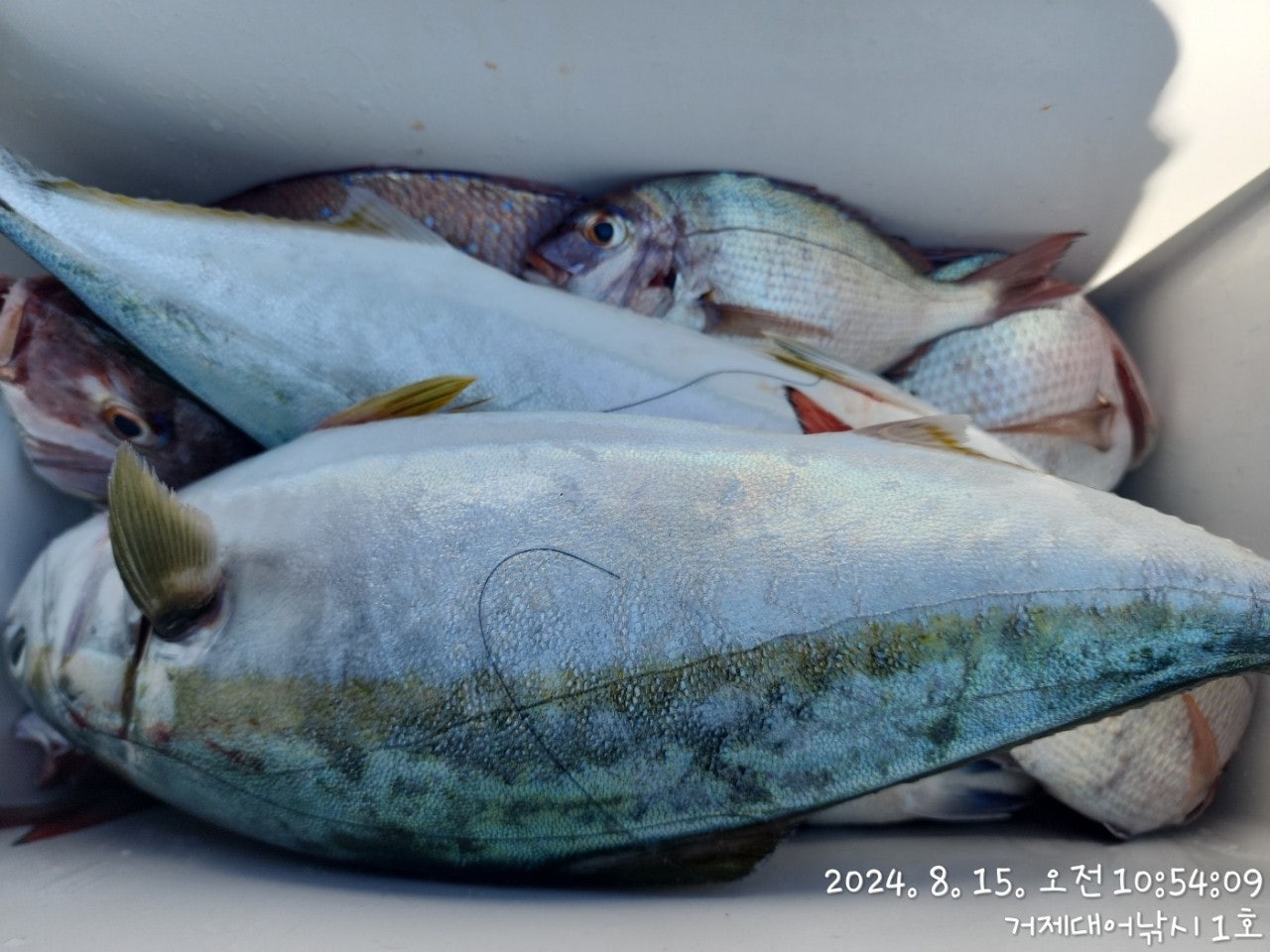 사용자가 올린 이미지