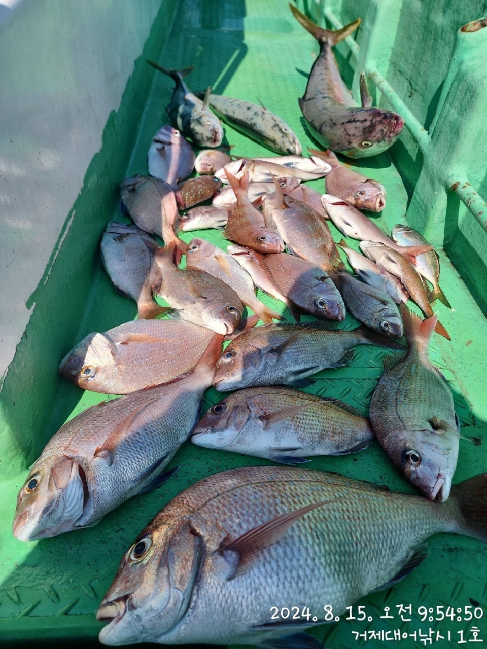 사용자가 올린 이미지