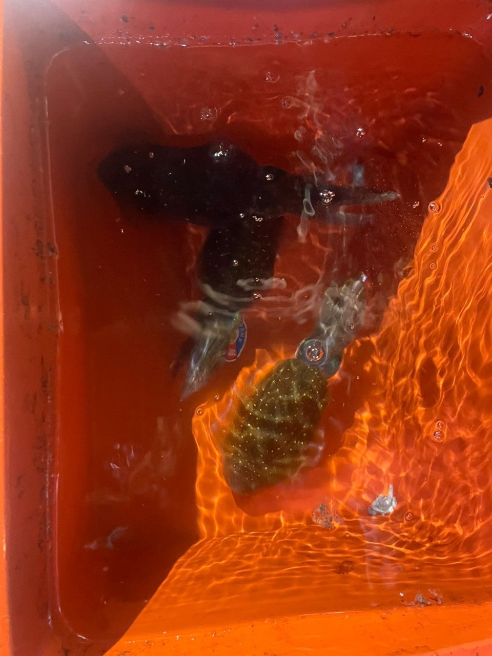 사용자가 올린 이미지