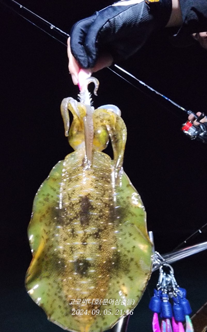 사용자가 올린 이미지