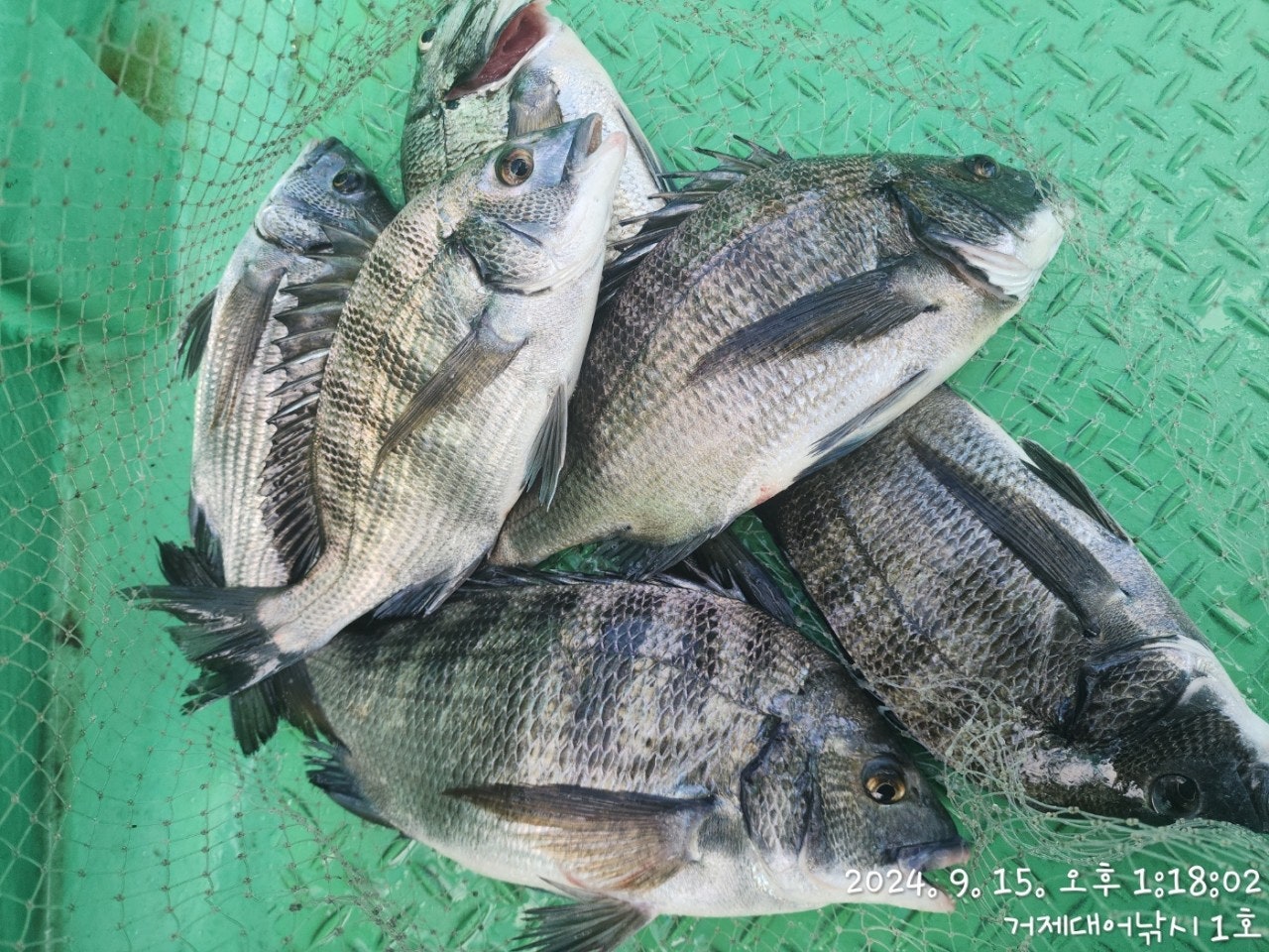 사용자가 올린 이미지