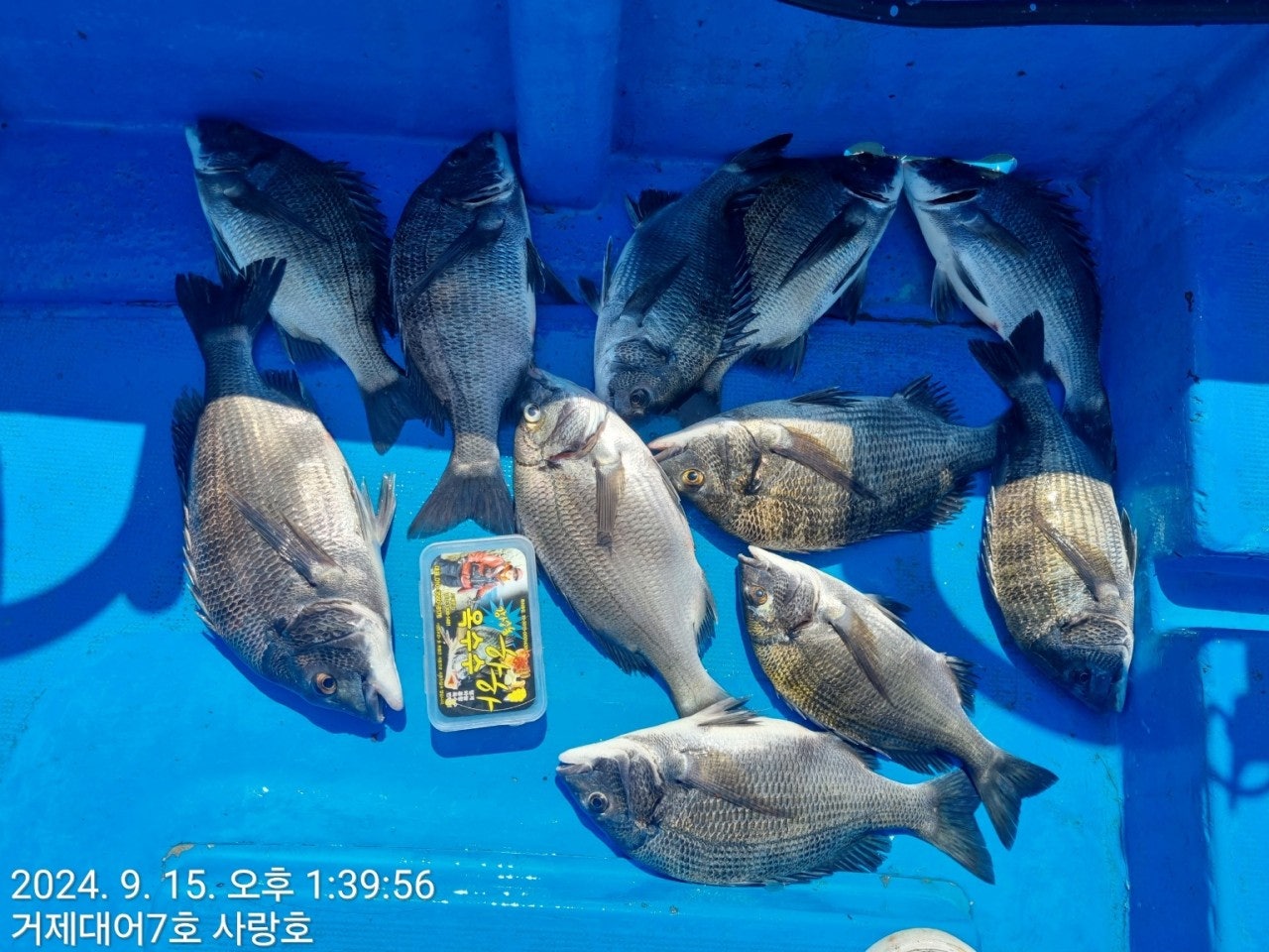 사용자가 올린 이미지