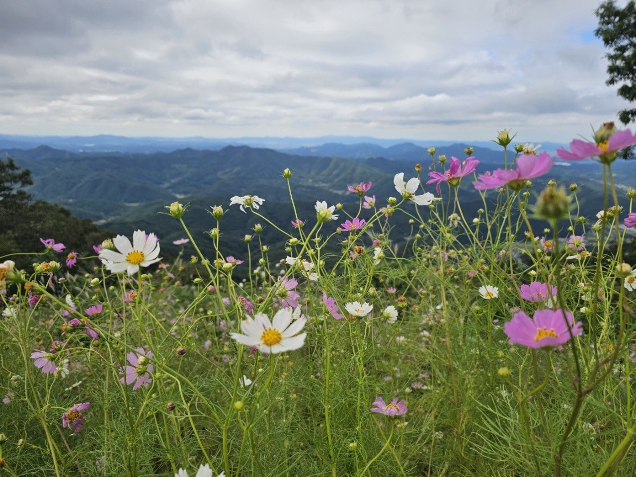 사용자가 올린 이미지