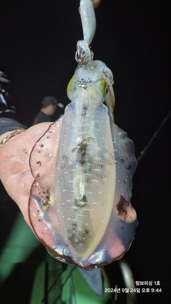 사용자가 올린 이미지