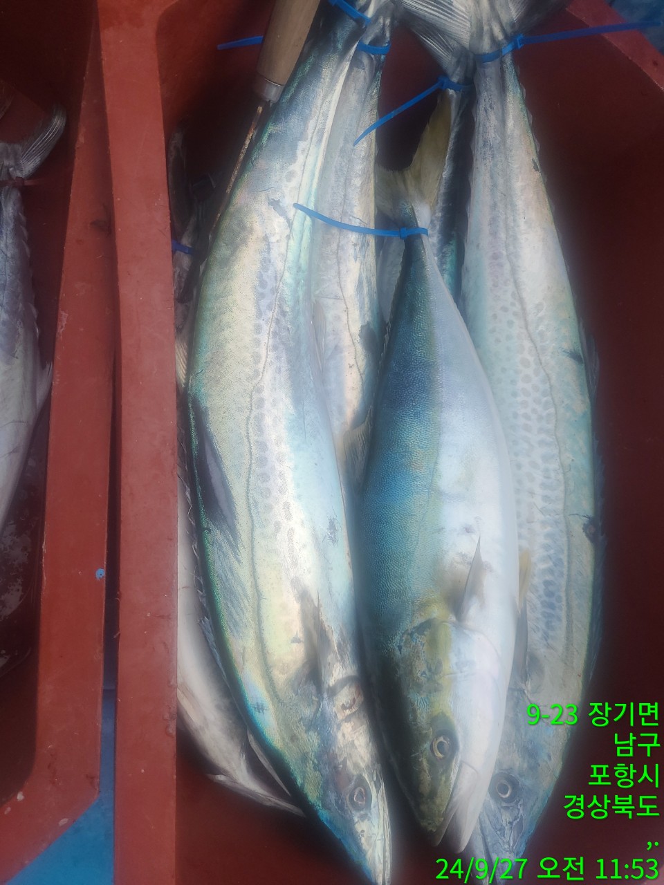 c_jebUd018svc1u8dezt8kxrc6_9bt2m0.jpg