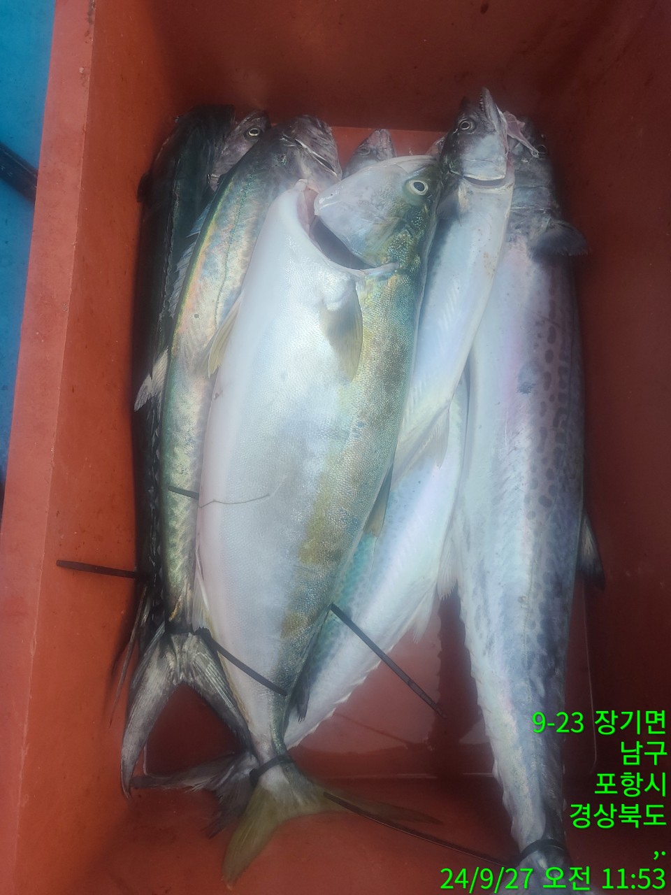 d_4ebUd018svc9g40ijra3fif_9bt2m0.jpg