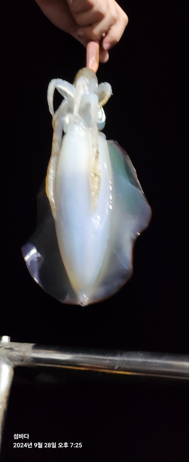 사용자가 올린 이미지