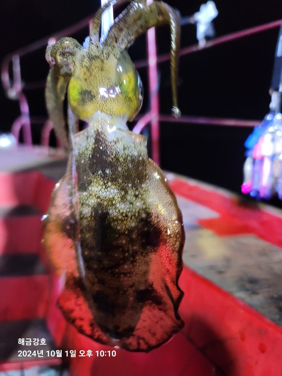 사용자가 올린 이미지