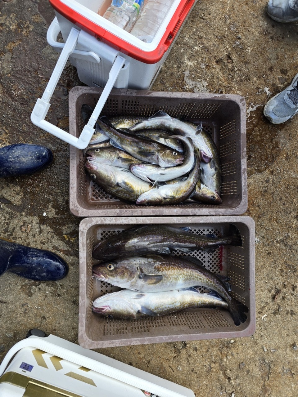 사용자가 올린 이미지