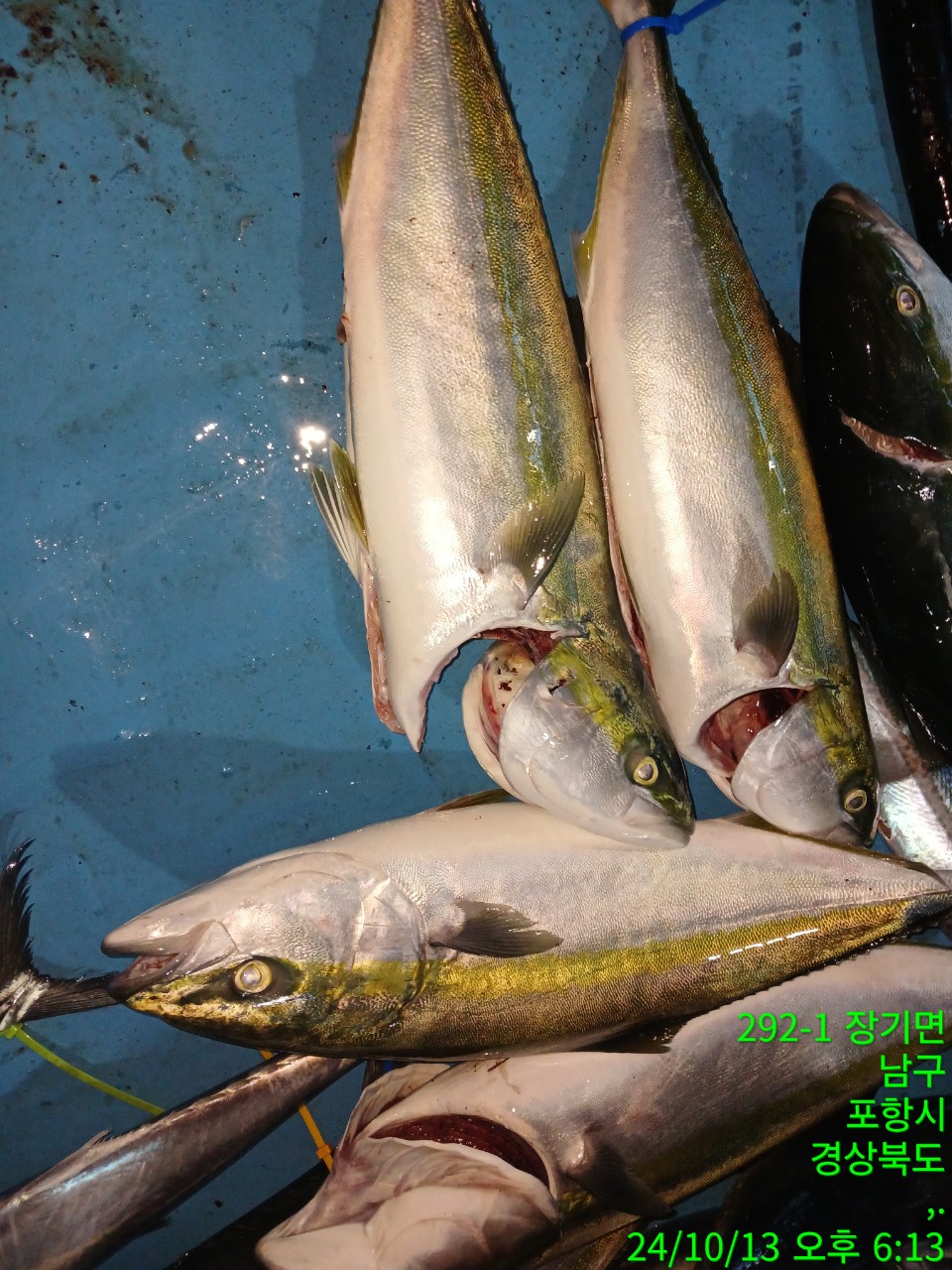 7_5f8Ud018svc1p6sc21o99yqi_9bt2m0.jpg