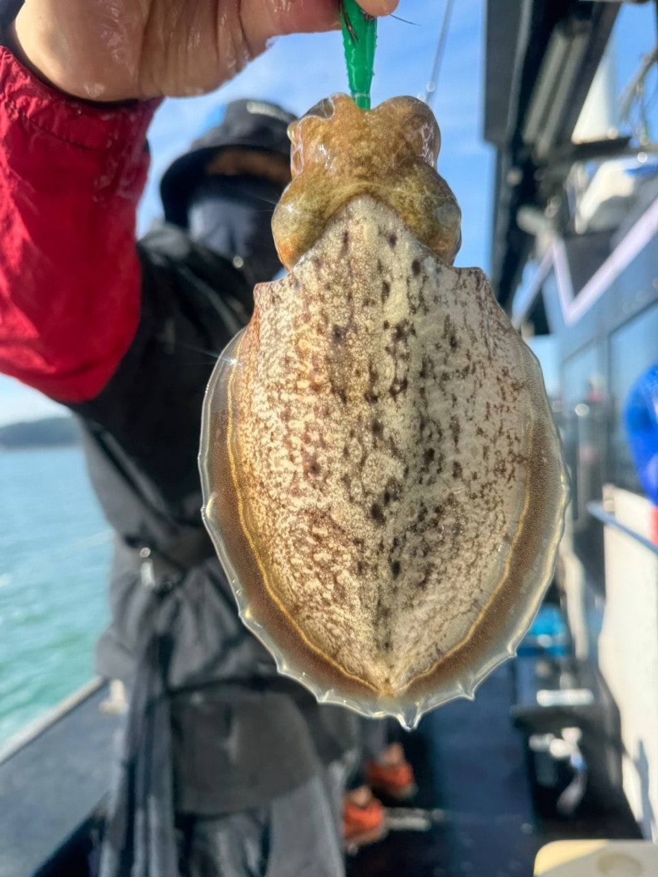 사용자가 올린 이미지