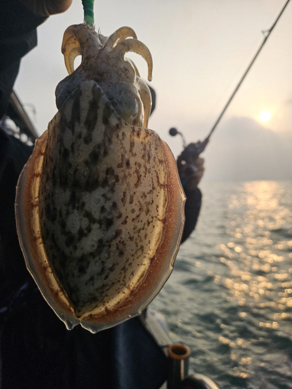 사용자가 올린 이미지