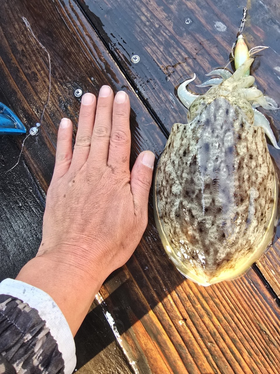 사용자가 올린 이미지