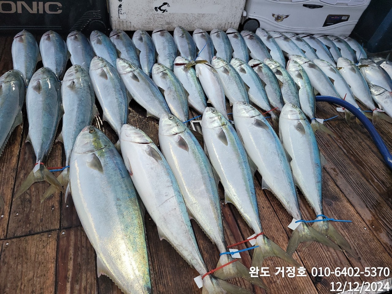 12월 12일 완도 거정호 먼바다 빅게임 10분 모시고 다녀왔습니다.