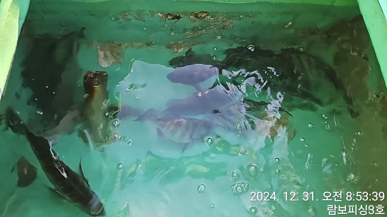 ڰ ø ̹