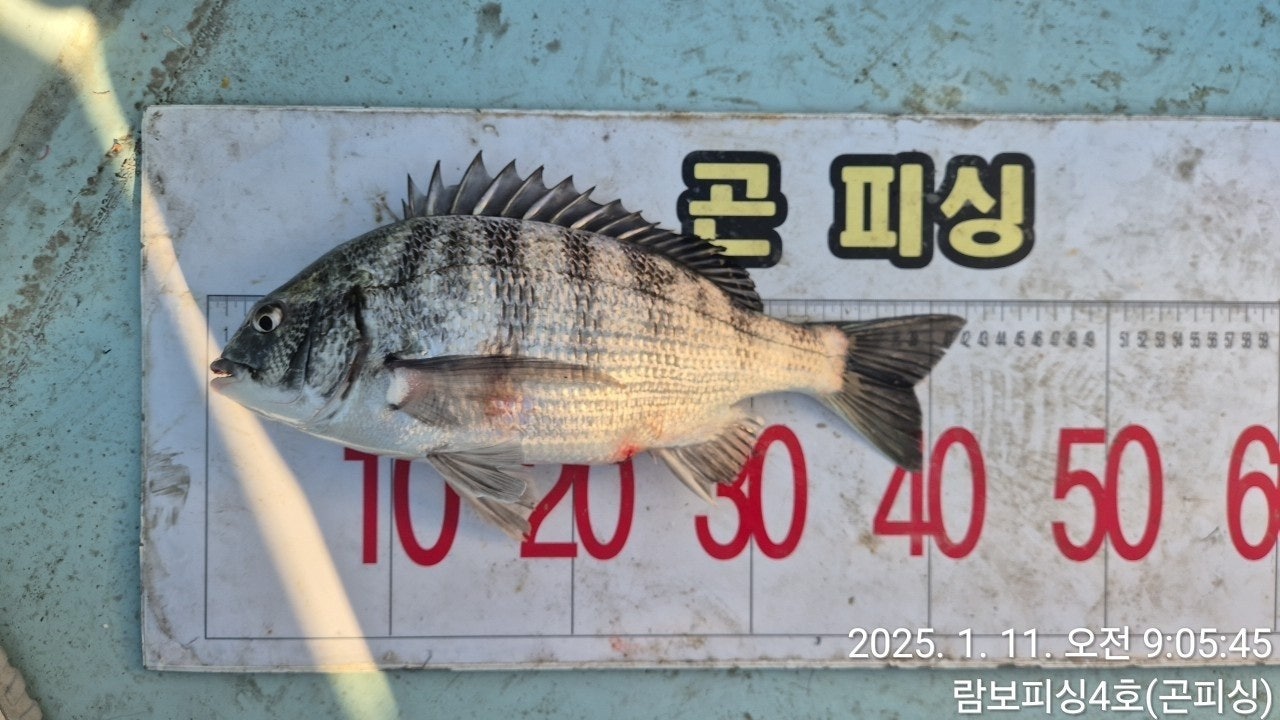 감성돔(어초흘림)45 외 빵빵한 4짜들 어창가득~람보4호(13일 예약)