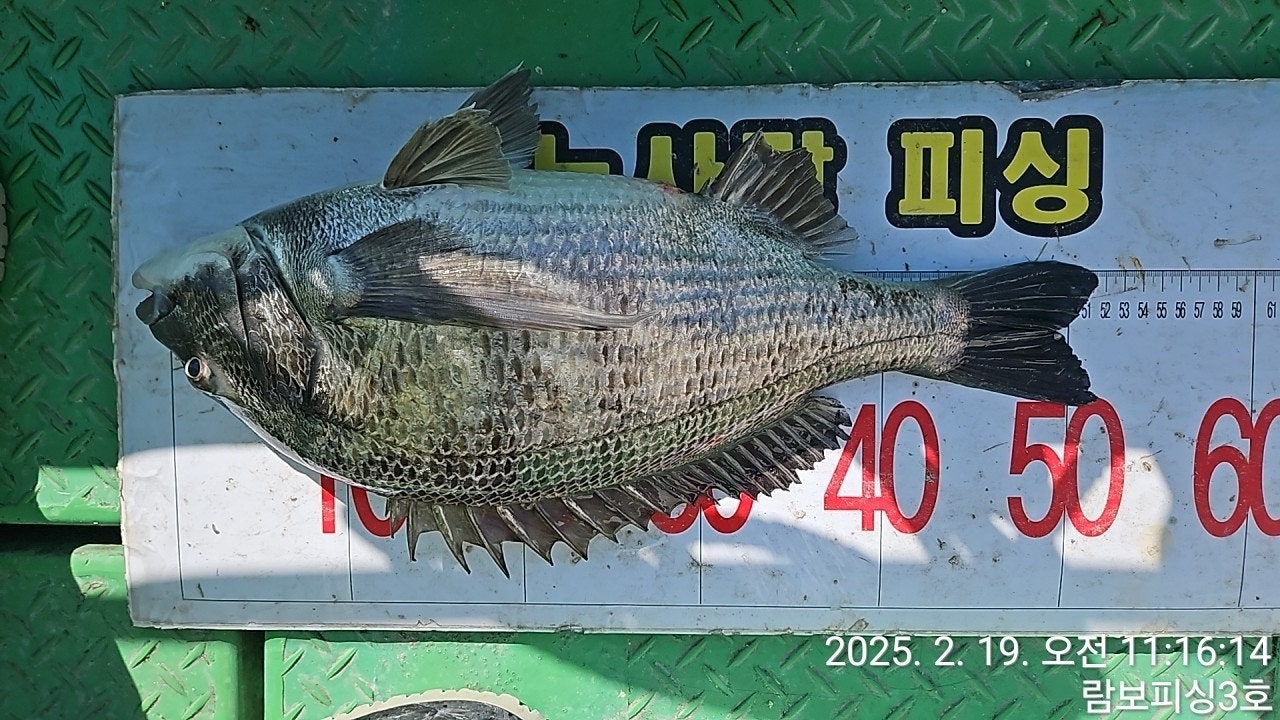 ڰ ø ̹