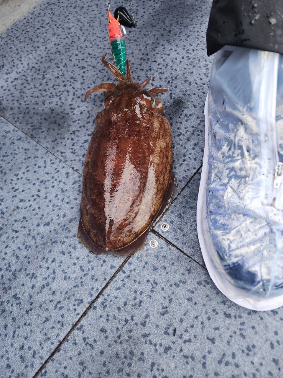 사용자가 올린 이미지