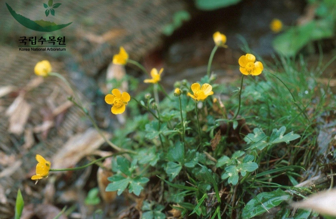 피보나치 이미지