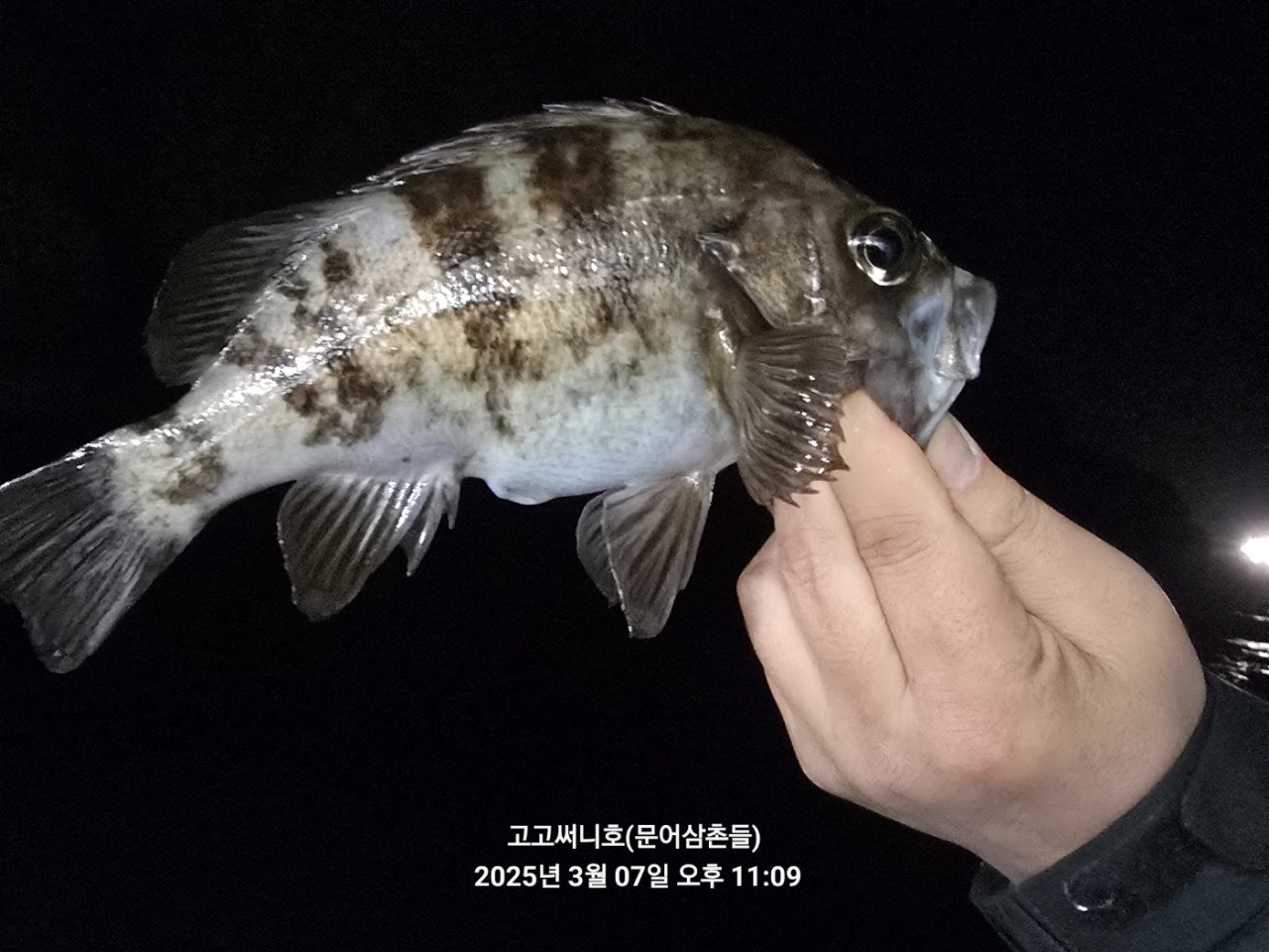 사용자가 올린 이미지