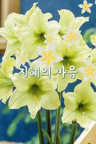 지혜의 마음 !