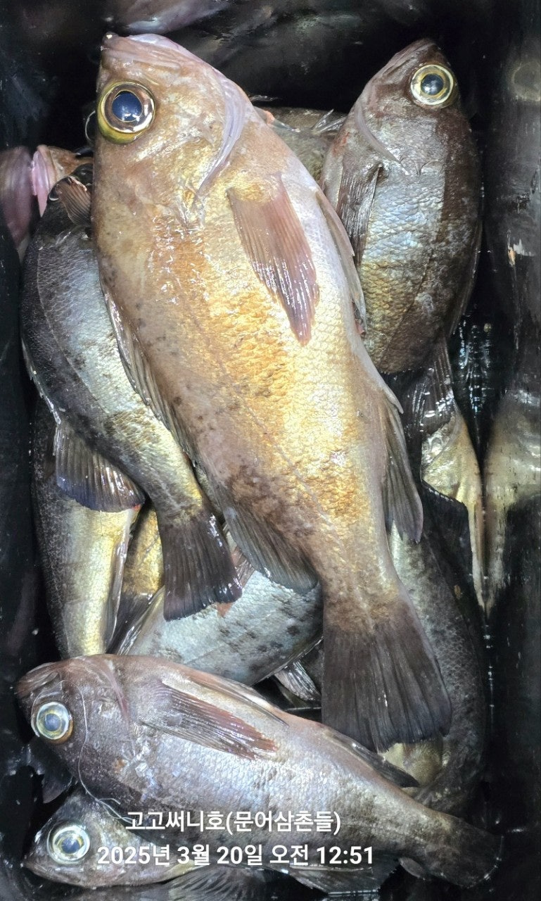 ڰ ø ̹