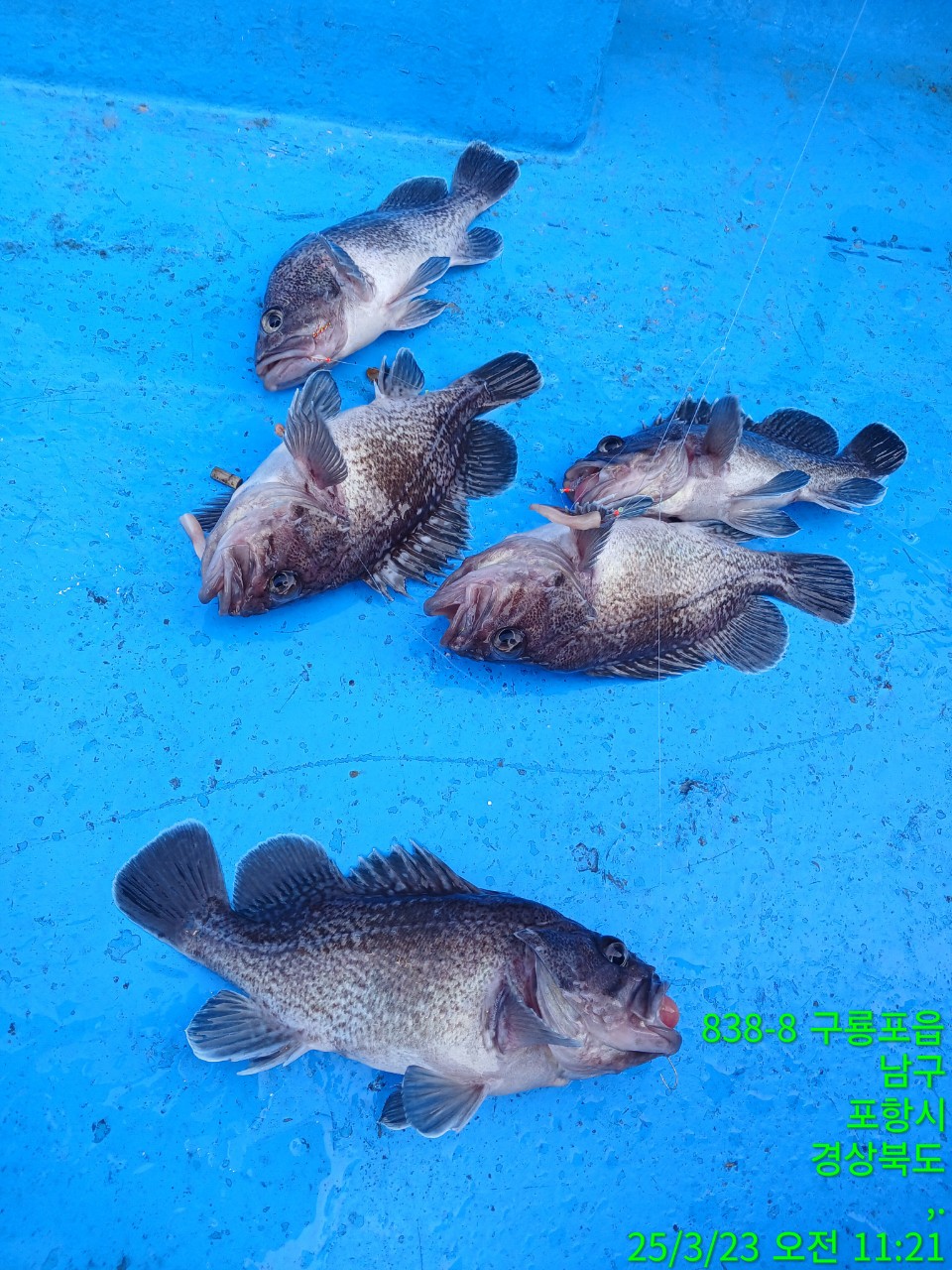 2_5diUd018svc1sxr1fn03bjk9_9bt2m0.jpg