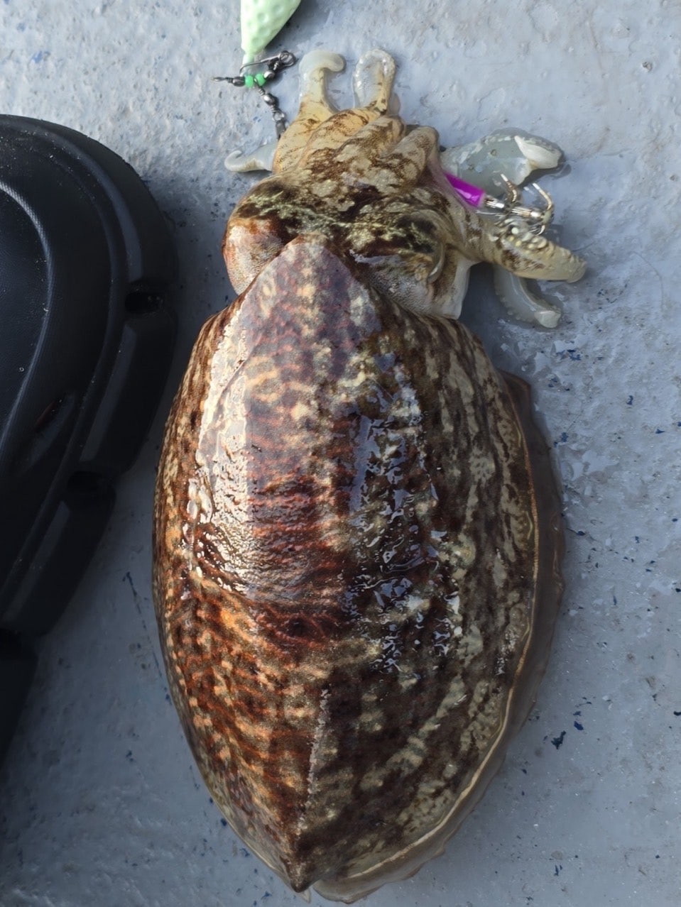 사용자가 올린 이미지