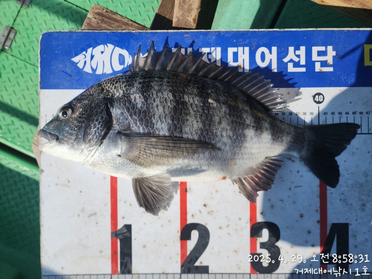 사용자가 올린 이미지