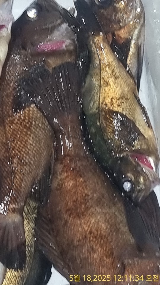 ڰ ø ̹