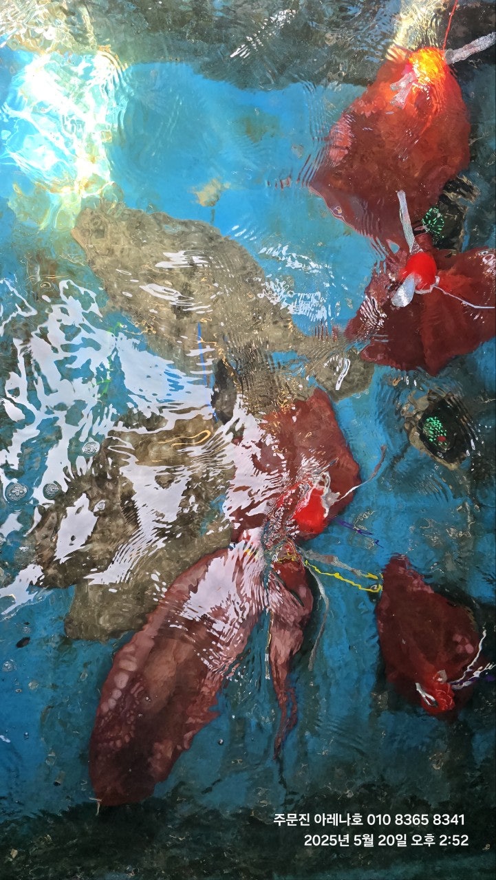 사용자가 올린 이미지