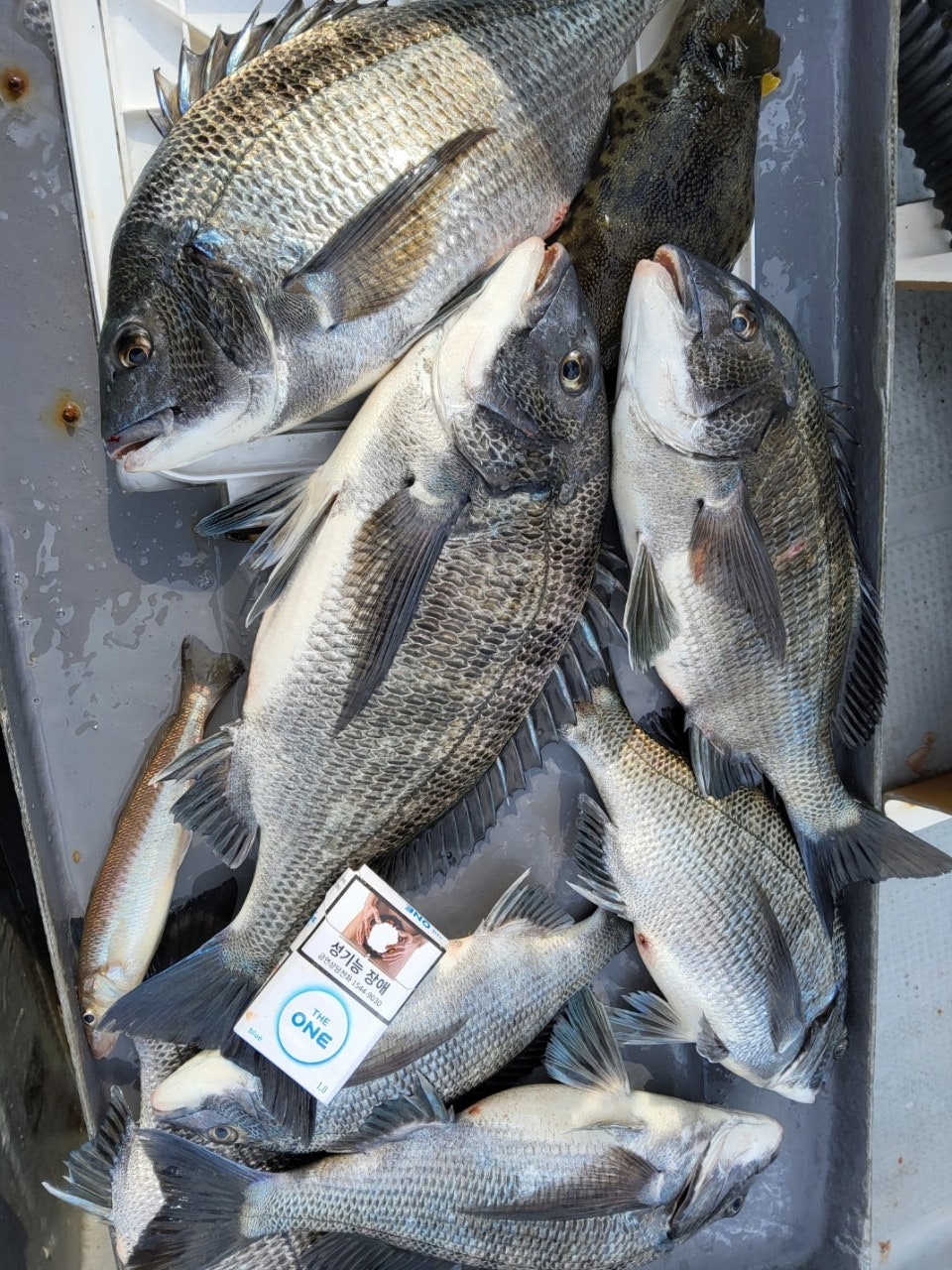 사용자가 올린 이미지