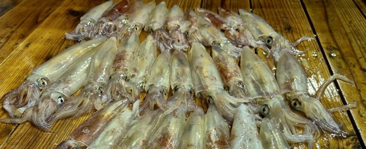 ڰ ø ̹