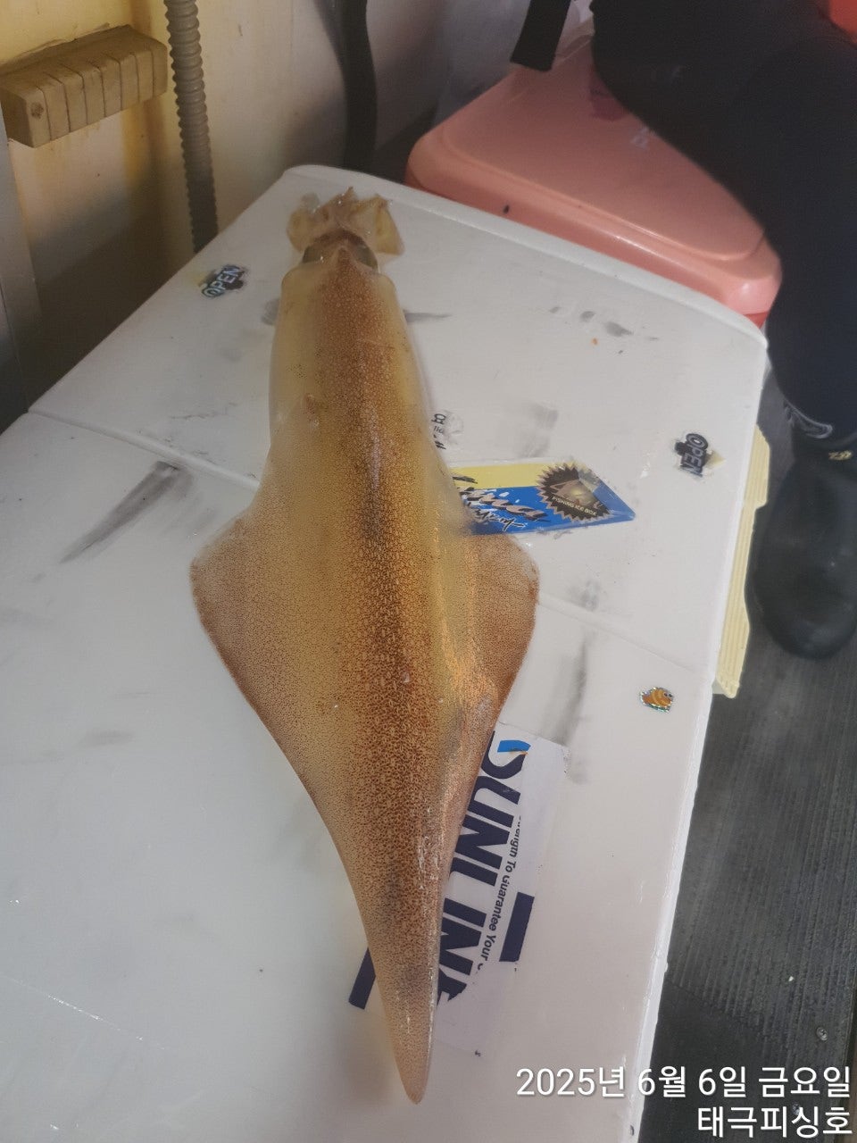 사용자가 올린 이미지