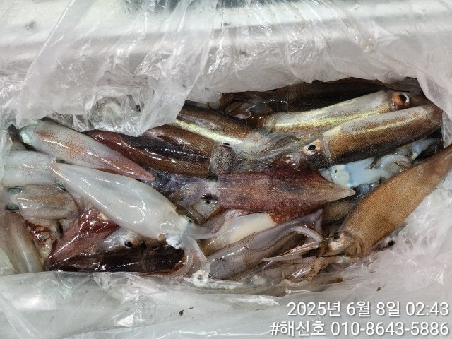 ڰ ø ̹